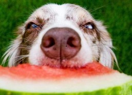 娱乐吃瓜菌狗,揭秘娱乐圈那些不为人知的幕后故事