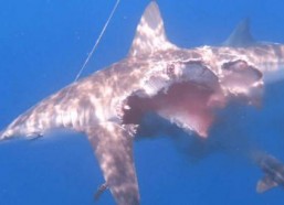 娱乐吃瓜酱鲨鱼视频下载,揭秘鲨鱼视频下载背后的秘密