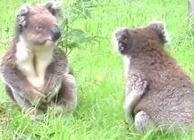 娱乐吃瓜酱考拉打架,娱乐吃瓜酱背后的神秘冲突揭秘