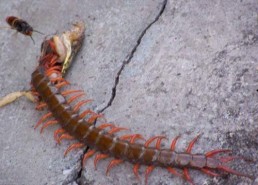 娱乐吃瓜酱的作品鼠体蜈蚣,娱乐吃瓜酱的惊悚奇幻之作