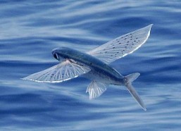 娱乐吃瓜酱飞鱼,揭秘吃瓜酱飞鱼的幕后故事