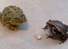 蜜蜂吃瓜娱乐,揭秘甜蜜背后的趣味世界