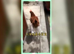 吃瓜群众的娱乐网名,揭秘吃瓜群众的娱乐网名背后的故事