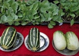 娱乐吃瓜壁纸图片高清