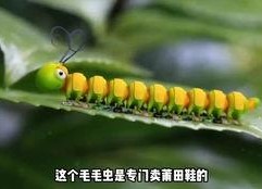 娱乐吃瓜酱毛毛虫,揭秘娱乐圈那些不为人知的幕后故事