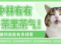 吃瓜娱乐绿茶猫,揭秘娱乐圈背后的秘密