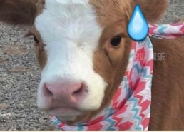 娱乐吃瓜酱本鼠