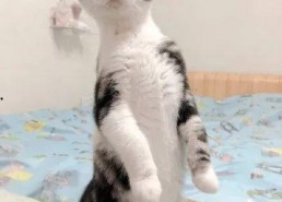 娱乐圈吃瓜猫咪是谁,揭秘网络红人的幕后故事