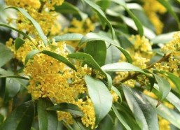 娱乐吃瓜酱桂花树下,桂花树下，揭秘娱乐圈那些不为人知的秘密