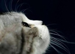 娱乐吃瓜君猫猫生日歌,萌宠欢唱，共庆猫界盛事